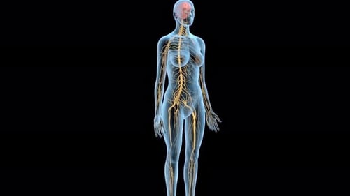 Human body with visible circulatory and nervous systems