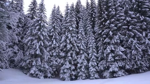 Man Walking in the Snow at the Edge of a Pine Tree Forest and Looking for a Spot to Camp during Snow