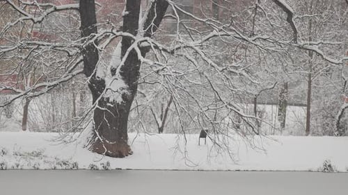Snow gently falls on an old oak by a small pond. The ground, pond, and trees are covered in snow.
