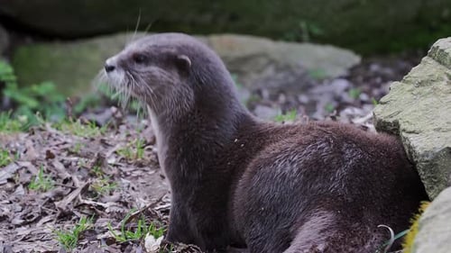 Pair of otters, Aonyx cinereus