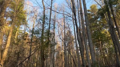 Spring Forest