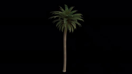 Canary Island Date Palm Tree blowing in the wind. Alpha Channel. Loop Animation