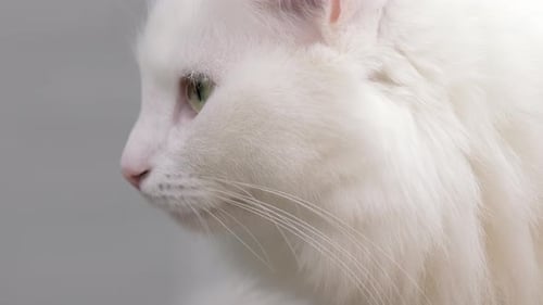 Fluffy White Cat Profile Close-up