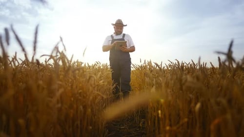 Traditional Agricultural Region Farmer Walking in Golden Rye Field Front View Organic Farming and