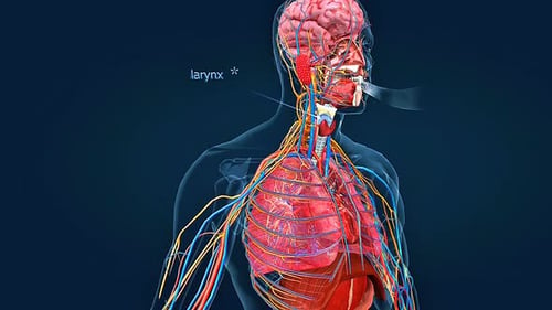Detailed 3D Human Anatomy Highlighting Larynx and Trachea