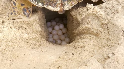 Sea Turtle slow and carefully laying eggs into nest