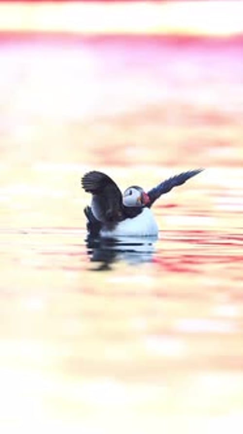 Portrait of a puffin swimming and flapping its wings in the middle of the sea