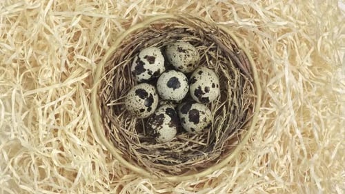 Easter eggs in the nest rotate