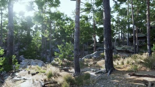 Sunlight Filtering Through Tall Trees in a Serene Forest During Daytime
