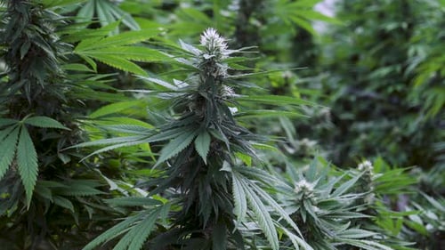 Camera slowly panning across vibrant cannabis plants growing tall inside greenhouse, showing lush gr