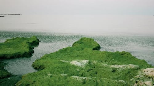 Nahaufnahme oder malerischer Blick auf Seetang entlang der Küste mit Wellen und Küstentexturen