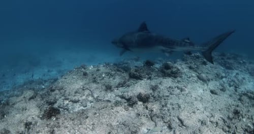 Majestic Tiger Shark in Pristine Ocean Waters