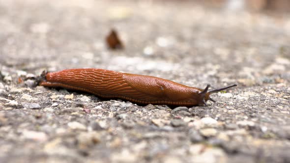 Slug close-up slowly moving on a road, Nature Stock Footage ft. slug ...