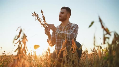 Farmer Inspecting Crops in Golden Sunlight at Sunrise