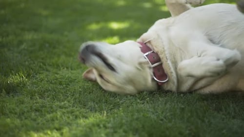 Happy Dog Rolling on Lawn in Summer