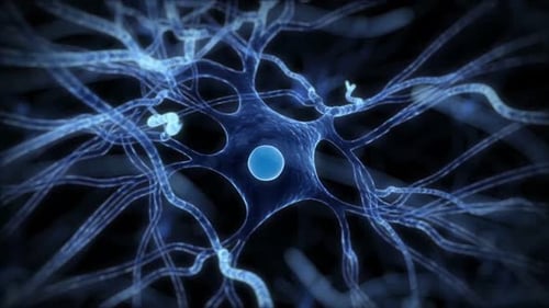 Cellule neuronale lumineuse transmettant des signaux électriques dans un réseau neuronal