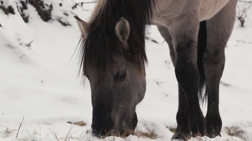 Wild Horse Grazing in Snowy Field in Belarus Naliboki Forest CloseUp