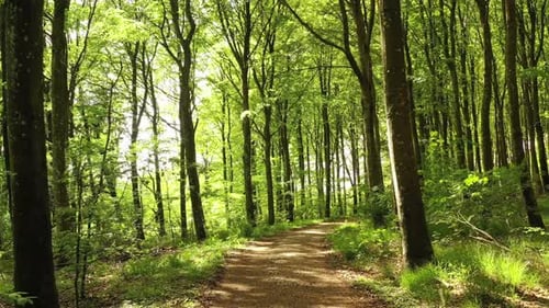 Drone flying through a lush and green forest wilderness amongst through trees and grass in the woods