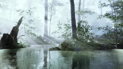 Pond in a Forest with Fog
