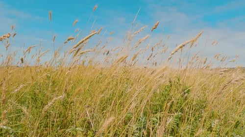A serene landscape of a vast field under a clear blue sky with scattered clouds. The wild grasses an