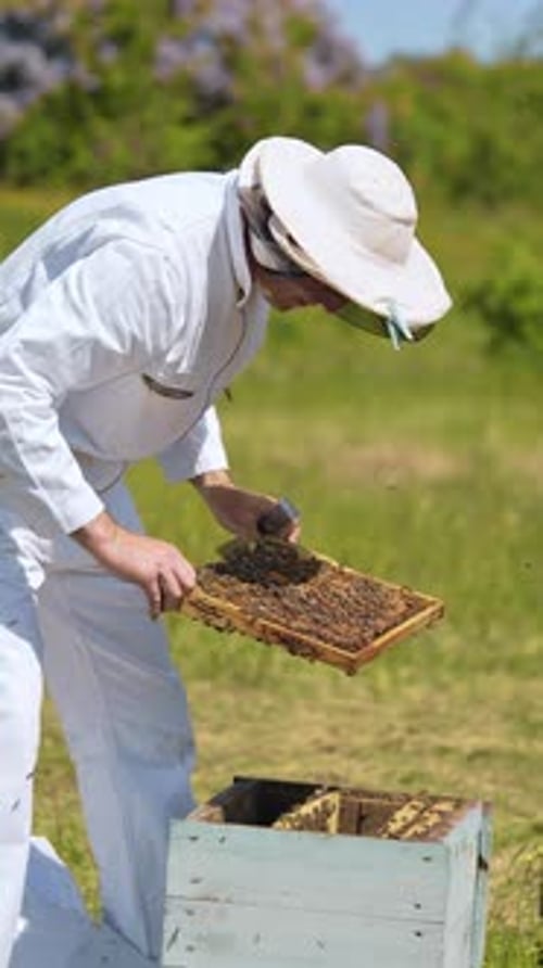 Apiarist worker harvesting honey from comb. Beekeeper in protective suit working on the field.