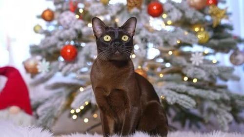 Dark kitty posing with christmas tree. Portrait of funny cute cat celebration new year.