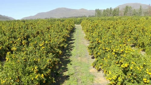 Take a look at the fields of citrus
