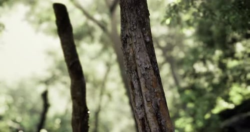 Natures Tranquility in a Forest with Sunlit Trees and Lush Greenery