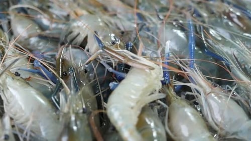 Various Kind of Raw Seafood, Close Up
