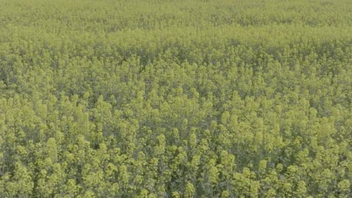 Blooming Rapeseed Field on a Sunny Day Flying Above Stunning Yellow Rape Fields in Spring Aerial