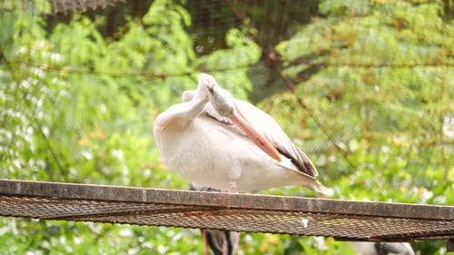 Un pájaro en un bosque