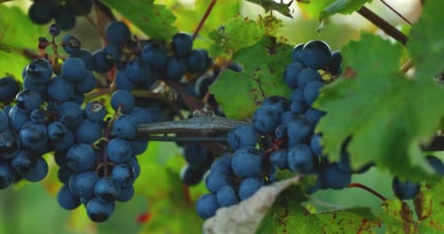 Bunches of ripe grape from the farm during sunset slide effect with grapefruit moving in strong wind