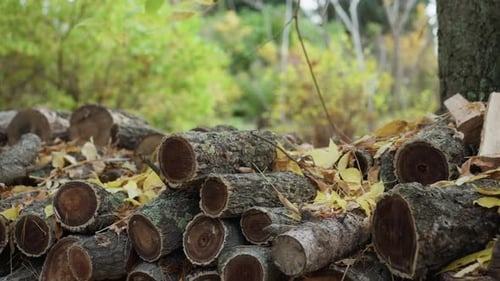 Seasonal Woodlands with Fallen Foliage and Mossy Logs Seasonal Forest Landscape Displaying Fallen
