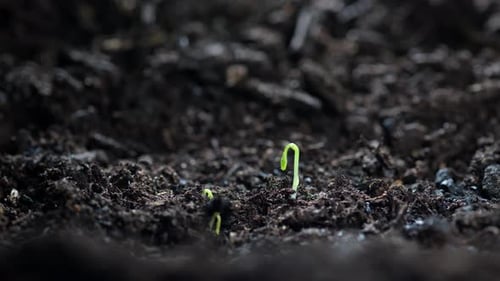 Timelapse Closeup of a Plant Sprouting From the Ground