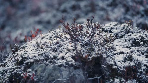 The fresh first snow sprinkled over the low bushes and withered grass in the tundra. Close-up, slow-