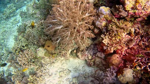 Slow motion shot of a soft coral tree growing on a reef in the Banda Sea, Indonesia.