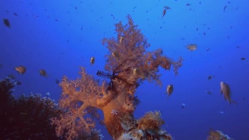 Colourful Soft Corals Blue Sea