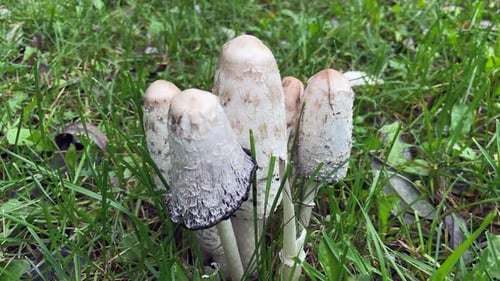 A bunch of autumn mushrooms still growing on the green grass