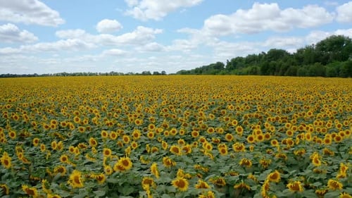Sonnenblumenlandschaft im Sommer.