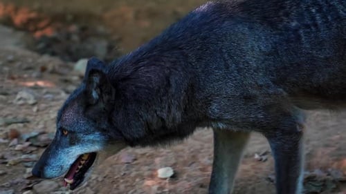Stunning HD close up footage of a wolf wandering in the wild forest – Europe, Slovenia. Its yellow e