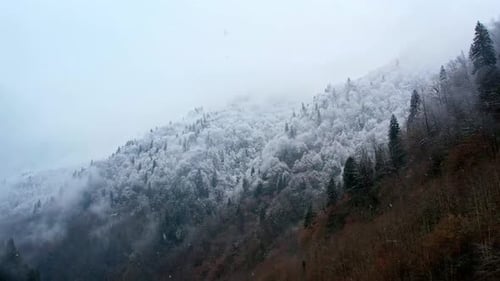 Snow Covered Mountain Forest in Misty Winter Landscape