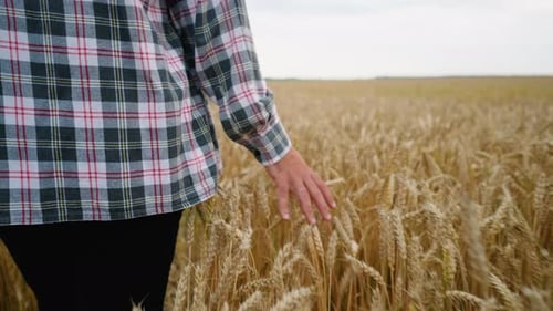 Farmer's Hand Brushing Through Golden Wheat Field at Sunset