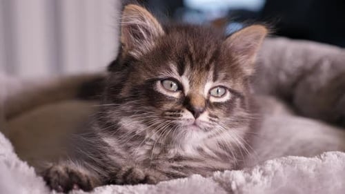 Adorable Tabby Kitten Resting Comfortably in Bed
