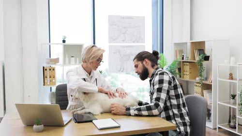 Veterinarian Examining Dog with Owner Attending Consultation in Clinic