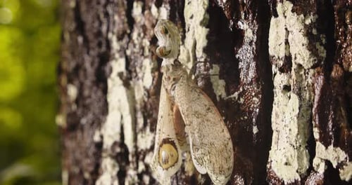 Lantern Bug Resting on Tree Bark in Rainforest