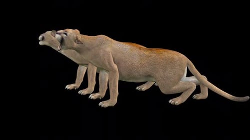 Animated Roaring Cougar with Transparent Background