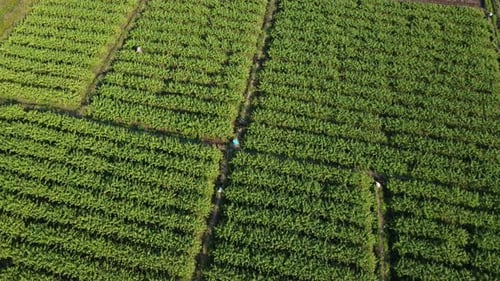 Aerial view of fields and agricultural parcels. Agricultural landscape
