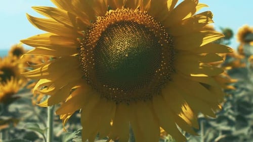 Bright Sunflower in Sunny Flower Field