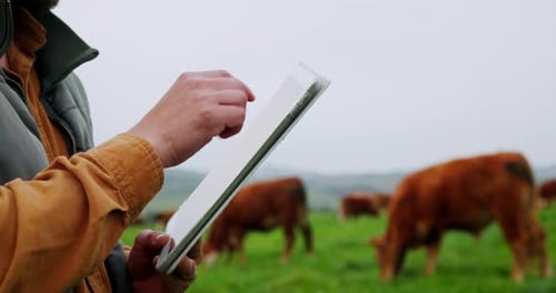 Hands, cows and man with tablet, agriculture and countryside with sustainable business