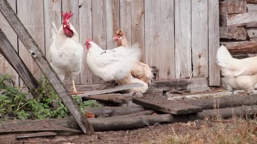 Chickens Near Weathered Wood Building in Rural Setting